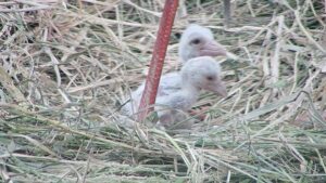コウノトリのヒナが誕生