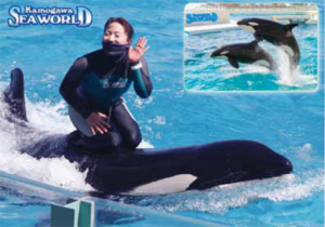 自粛解除 海の生き物が来園者を癒やします 鴨川シーワールド