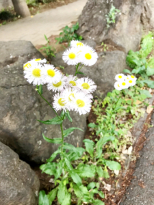 「野草をさがそう」