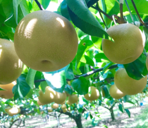Fruit Garden　味覚を楽しむ
