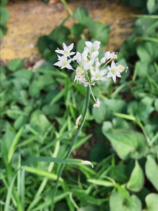 道端に咲く夏の花