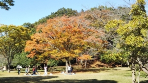 ユーカリ日和　　佐倉市