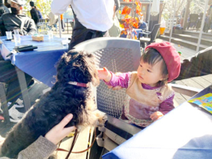 空前のワンワン、にゃんにゃんブーム