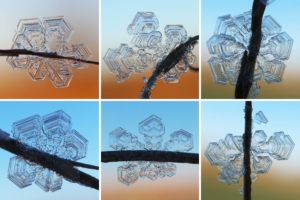 新連載「わぴちゃんさんぽ」雪の結晶みたいな霜を探してみよう！