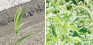 道草の定番・猫じゃらし、じつは何種類もある！？