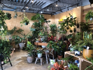観葉植物であなたの日常に素敵をプラス Tou+plants