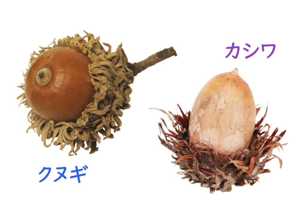 秋さんぽの定番!どんぐりの種類を見分けてみよう!