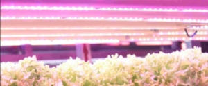 夢ではない未来の農業を目指して －NPO植物工場研究会　