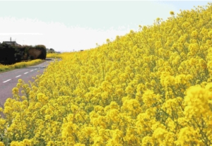 千葉県の花、菜の花についていろいろと!?
