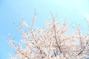 あけぼの山農業公園　スプリングウィーク