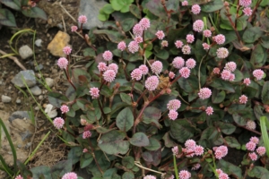どこから来たの? グローバル化が進む散歩道の野草!