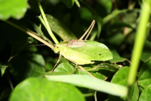 夏の夜の虫の音、鳴き声の主はどんな姿をしているの？　