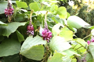 何種類見つけられるかな? 秋の七草を探してみよう。