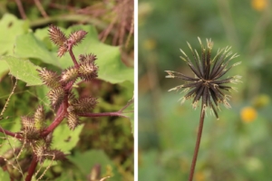 服にくっつく草のタネ、「ひっつき虫」のひみつ