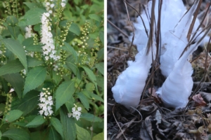 意外と身近に「咲いて」いる、枯れ枝の氷の花　