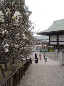 成田山公園周辺　早春に梅の香を探して