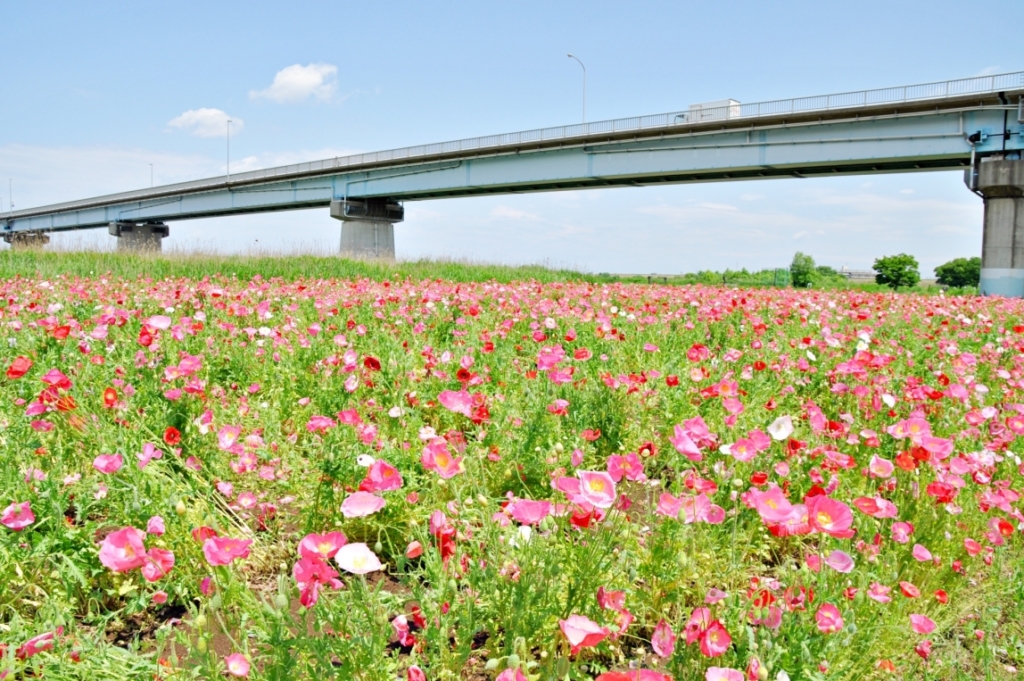 江戸川松戸フラワーライン 春の花まつり2024