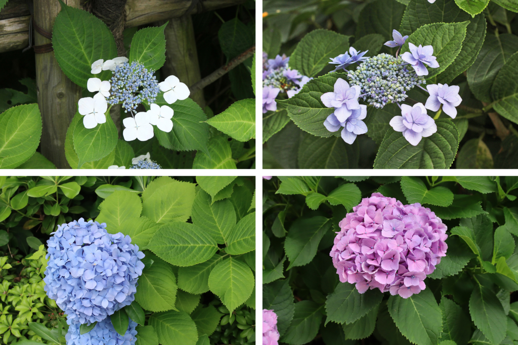 その紫陽花はガクアジサイ系?ヤマアジサイ系?それとも…