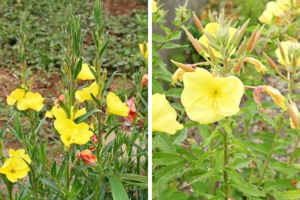待宵草に宵待草、そして月見草…その正体は？　