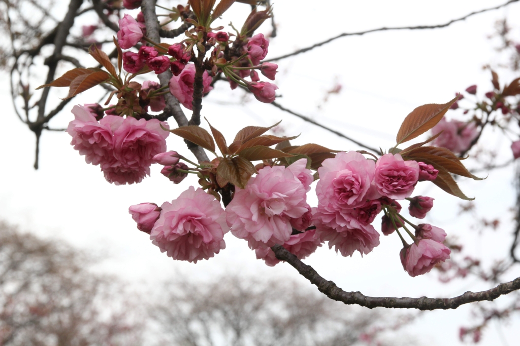 ソメイヨシノの後に咲く、「八重桜」にも注目しよう