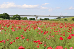 5月31日 江戸川松戸フラワーライン春の花まつり