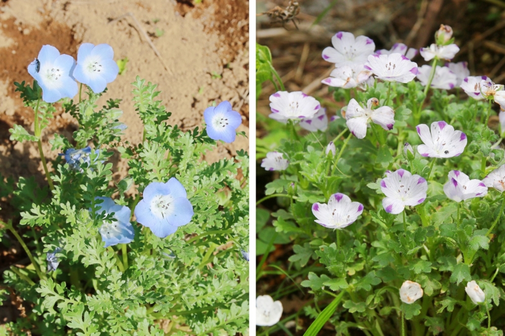 話題のネモフィラってどんな草花??