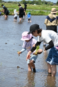 田植え体験