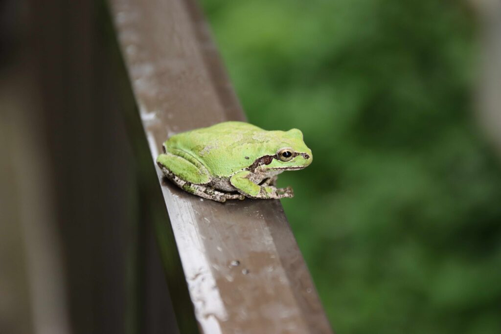 東葛地区で見られるカエル、どんな種類がいるの?