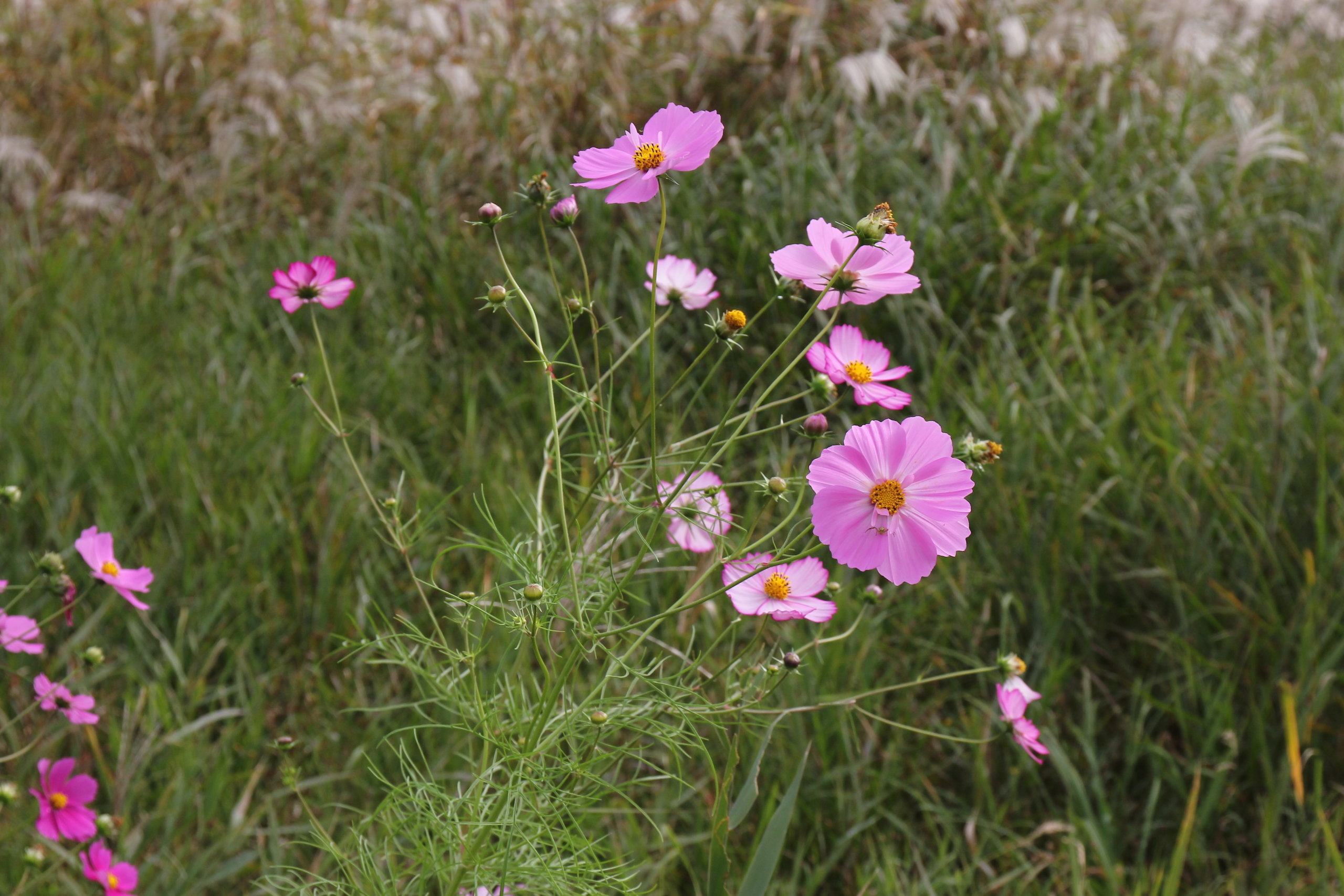 コスモスについていろいろと - 東葛まいにち