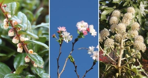 晩秋から初冬に咲く樹木の花