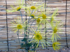 「伝統の古典菊」国立歴史民俗博物館　くらしの植物苑11月５日(水)～30日(日) 佐倉市