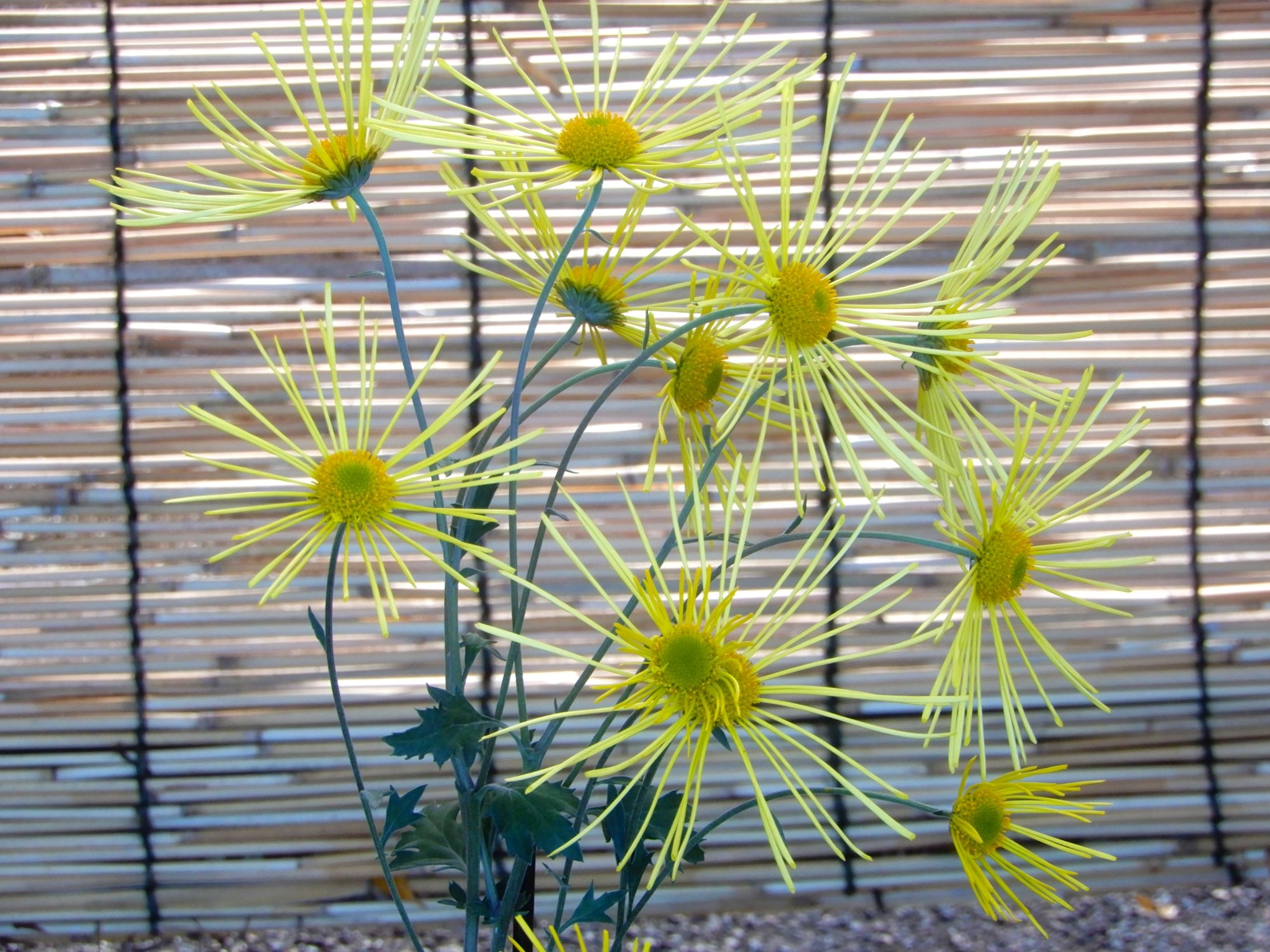 「伝統の古典菊」国立歴史民俗博物館　くらしの植物苑11月５日(水)～30日(日) 佐倉市