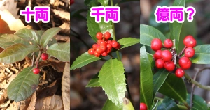 一両、十両、百両…。金運がアップしそうな樹木