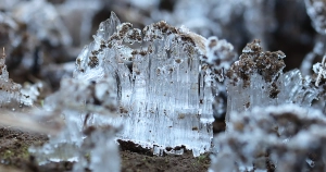 霜柱は意外に個性豊か、じっくり見てみよう