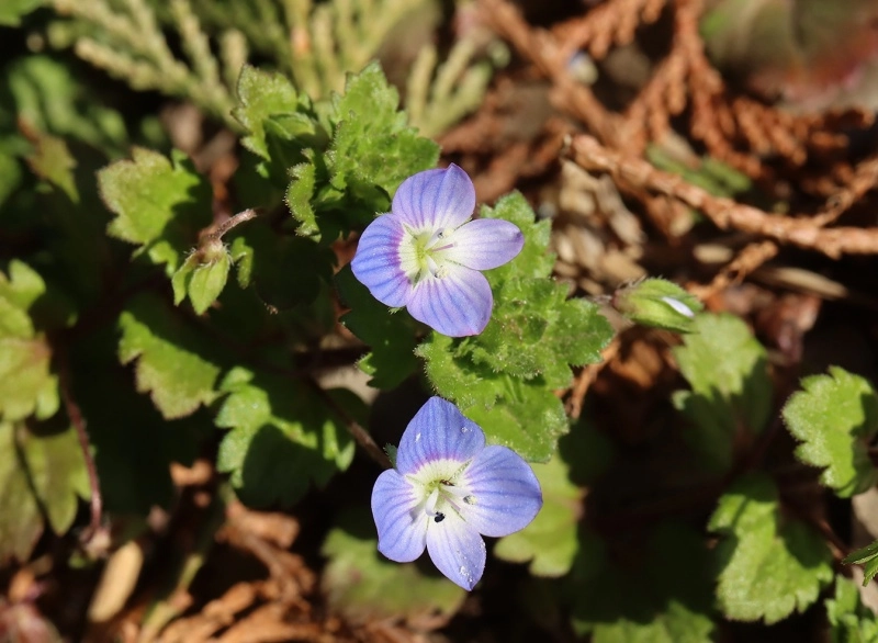 春の散歩道の定番、オオイヌノフグリとその仲間たち