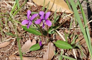 春の野の花、スミレの仲間を探してみよう