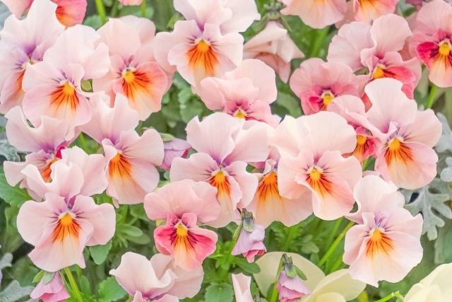 ゲーム機、スマホは相棒だけど