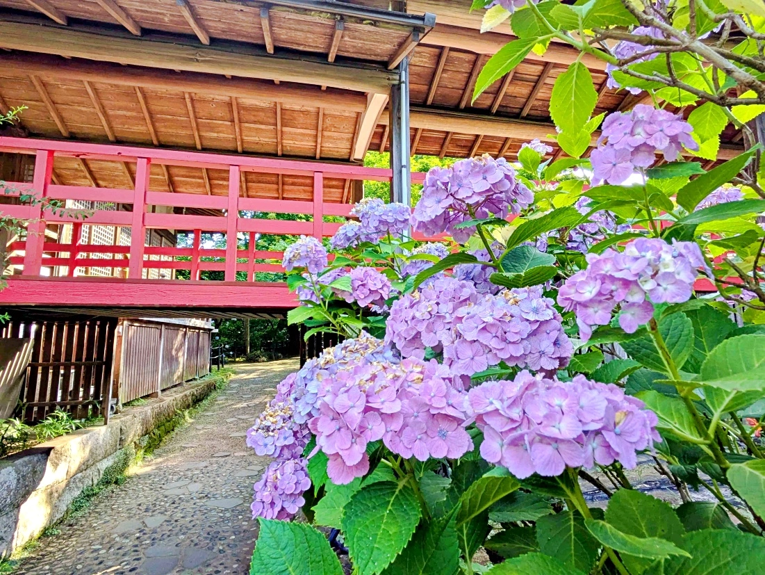 北小金の初夏の催し「あじさいねぎまつり」と「あじさい商店会感謝祭」開催