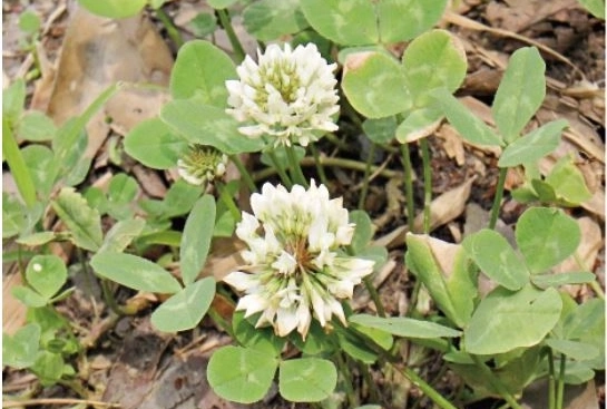 クローバーってどんな植物？