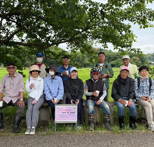 市民の手で守られる桜並木