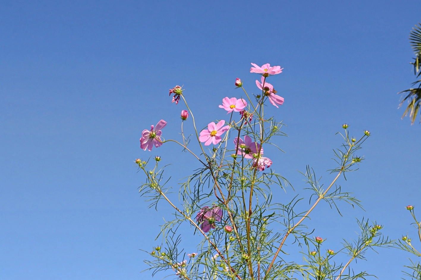 草木の彩りと澄んだ青空、色のコラボを楽しもう